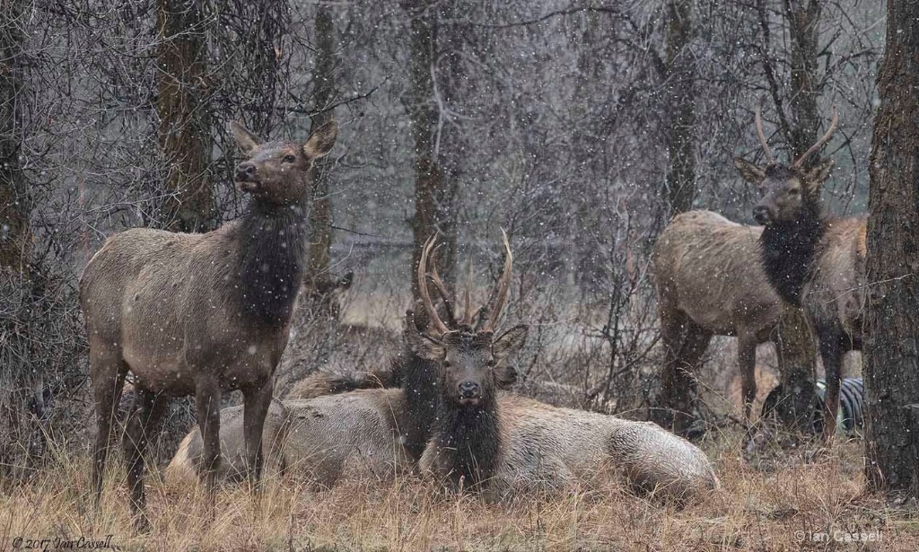 Elk in snow