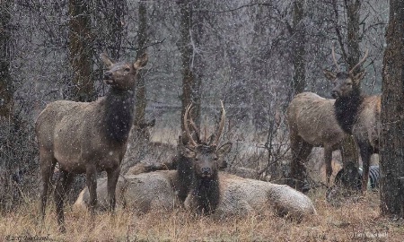 Elk in snow