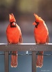 cardx2