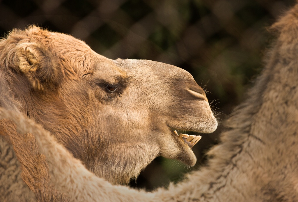 Camel Giggle