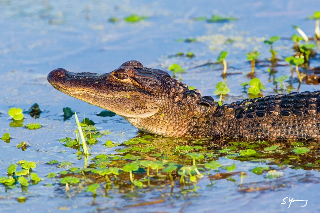 Baby Alligator; Orlando Wetlands, FL - ID: 15498341 © Richard S. Young