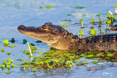 Baby Alligator; Orlando Wetlands, FL