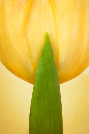 Tulip with Leaf