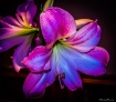 A Flower fit for ...
