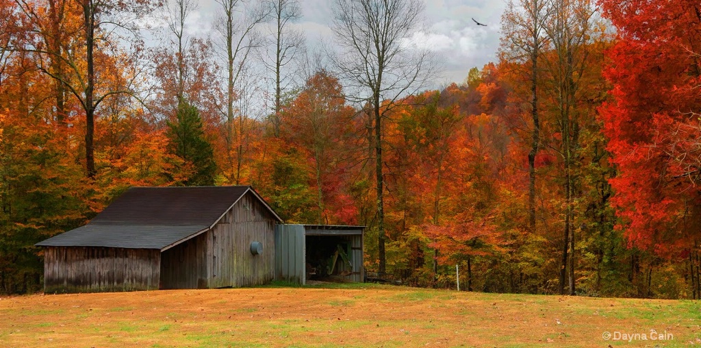 My Back Yard