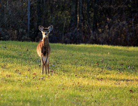 The Little Deer