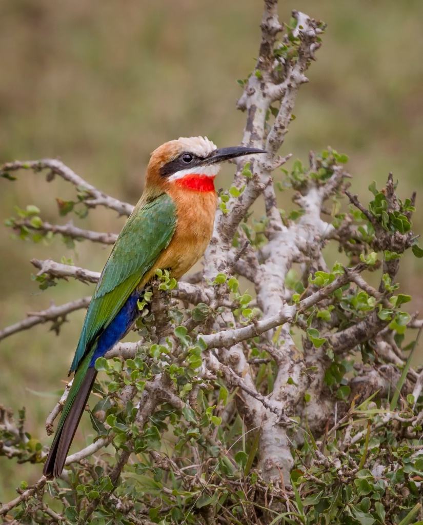 White Fronted Bee Eater 9778