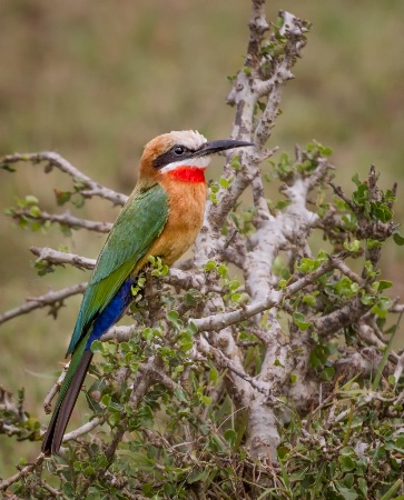 White Fronted Bee Eater 9778