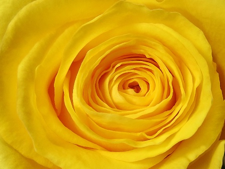Layers of Yellow