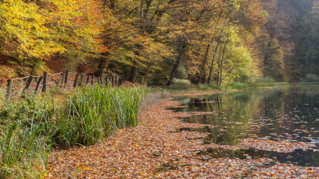 Autumn beauty