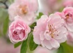 Blossom Flow