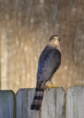 Coopers Hawk 