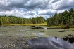 Swamp