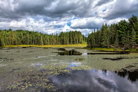 Swamp