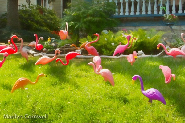 Flamingo Fun on the Buffalo Garden Walk 2017