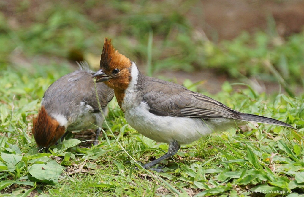 Juvenile Cardinals Picnic