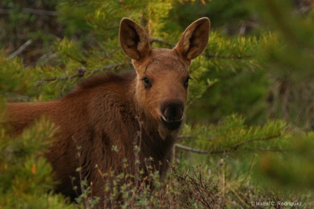 Hello Baby Moose