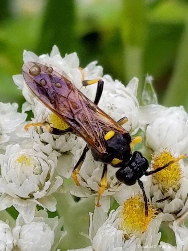 Wasp on Flowers