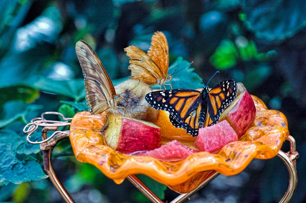 Butterfly Lunch
