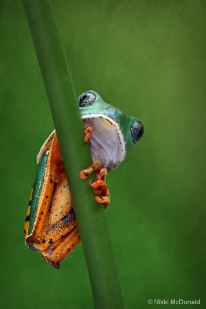 Tiger Leg Monkey Frog