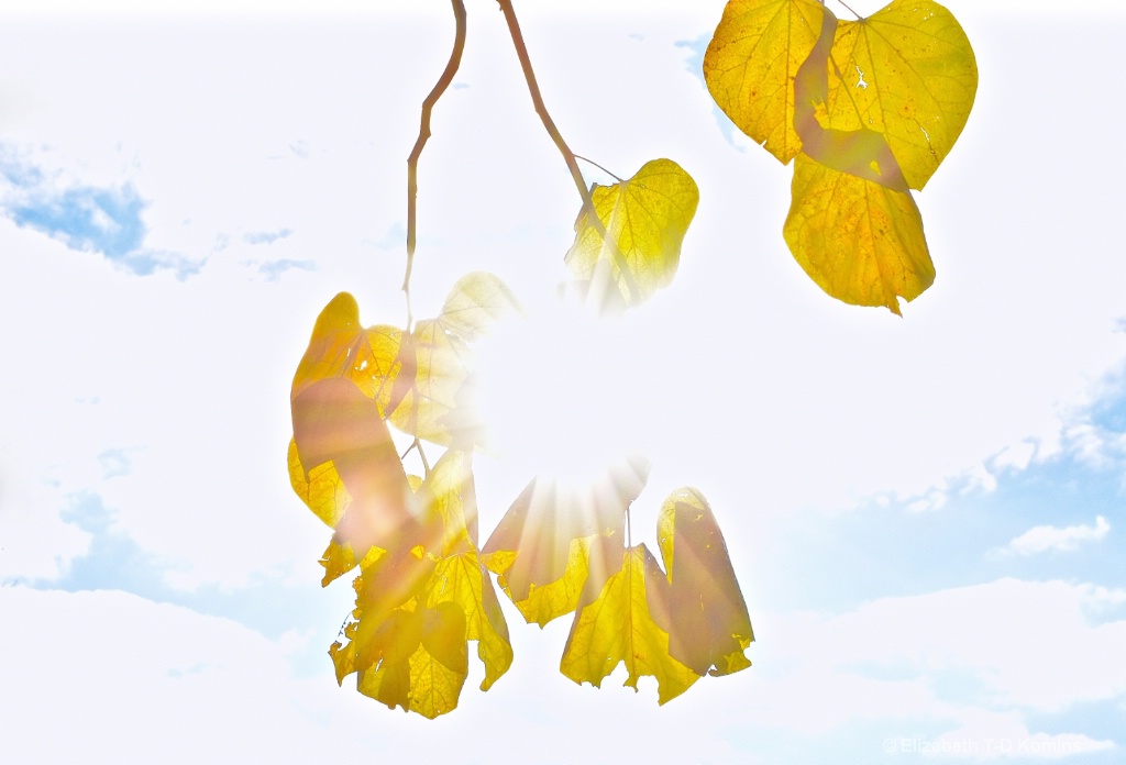 Golden Leaves - Backlit