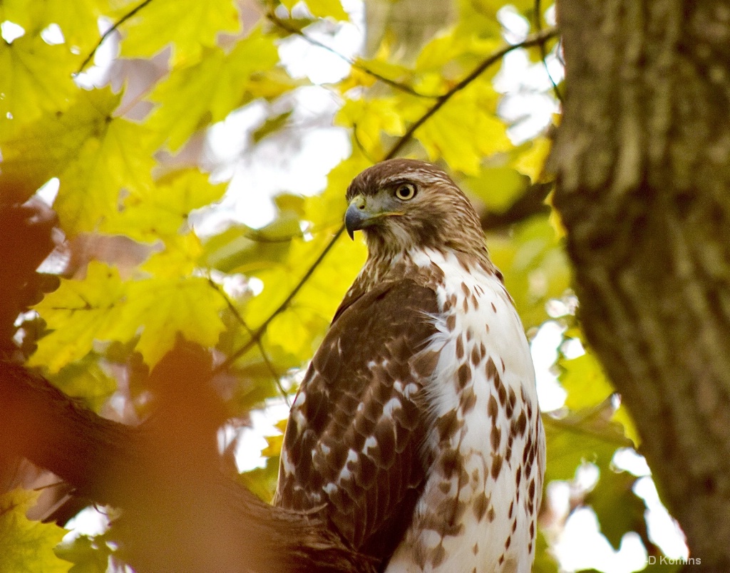 Redtail Hawk on the Autumn Hunt