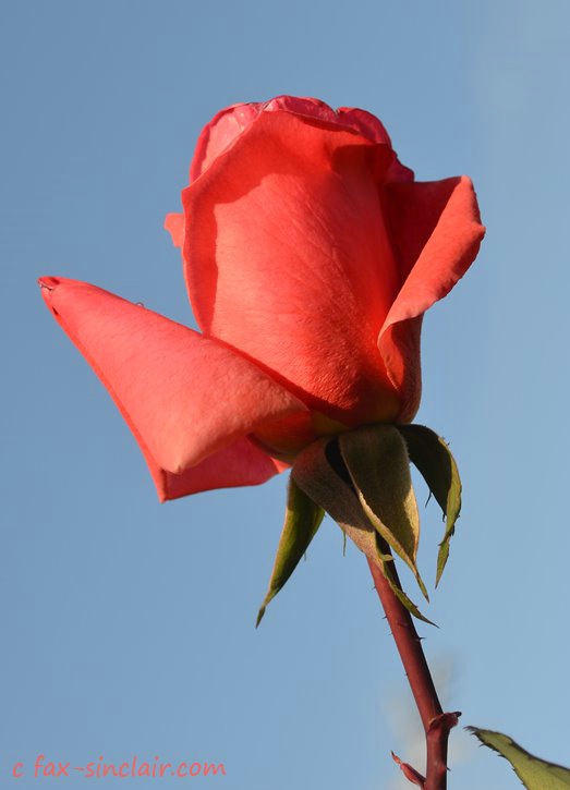 December Rose in Blue Sky - ID: 15500556 © Fax Sinclair