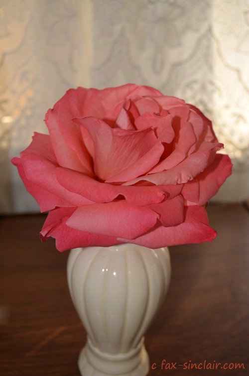 December Rose Full - ID: 15500558 © Fax Sinclair
