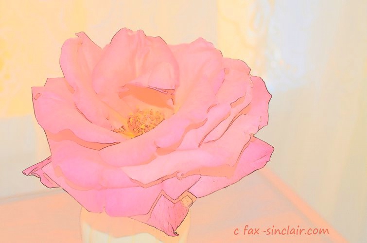 December Rose Essence - ID: 15500559 © Fax Sinclair