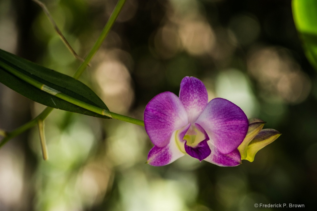 orchid