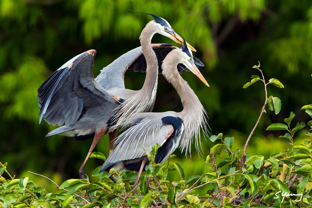 Great Egrets Nesting Behavior; Delray, FL