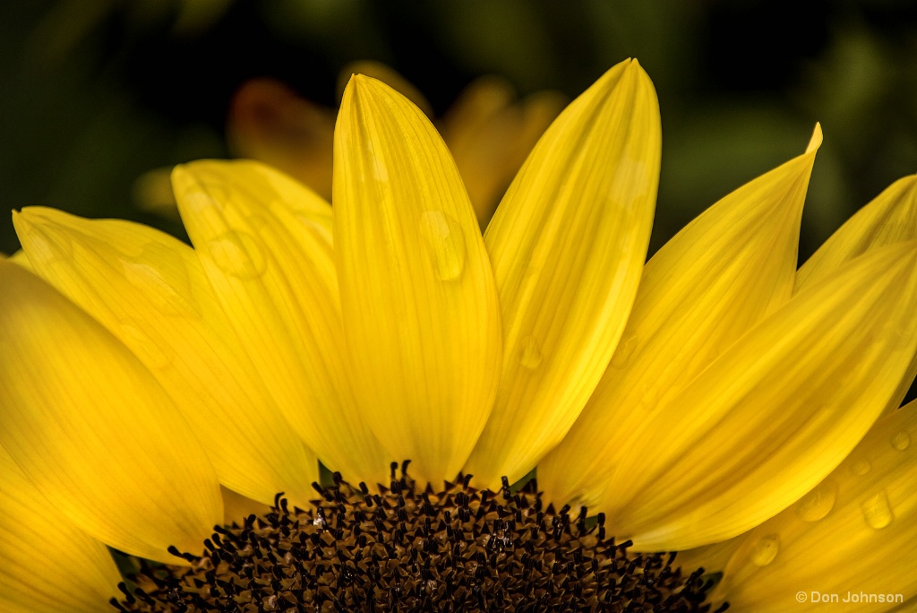 Partial Sunflower 8-26-17 057 - ID: 15501203 © Don Johnson