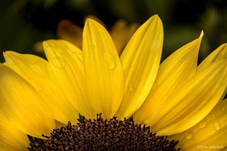 Partial Sunflower 8-26-17 057