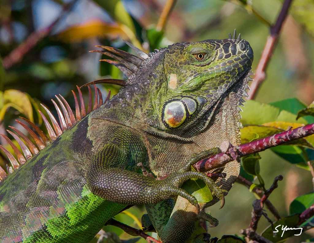 Green Iguana; Wakodahatchee Wetlands, FL
