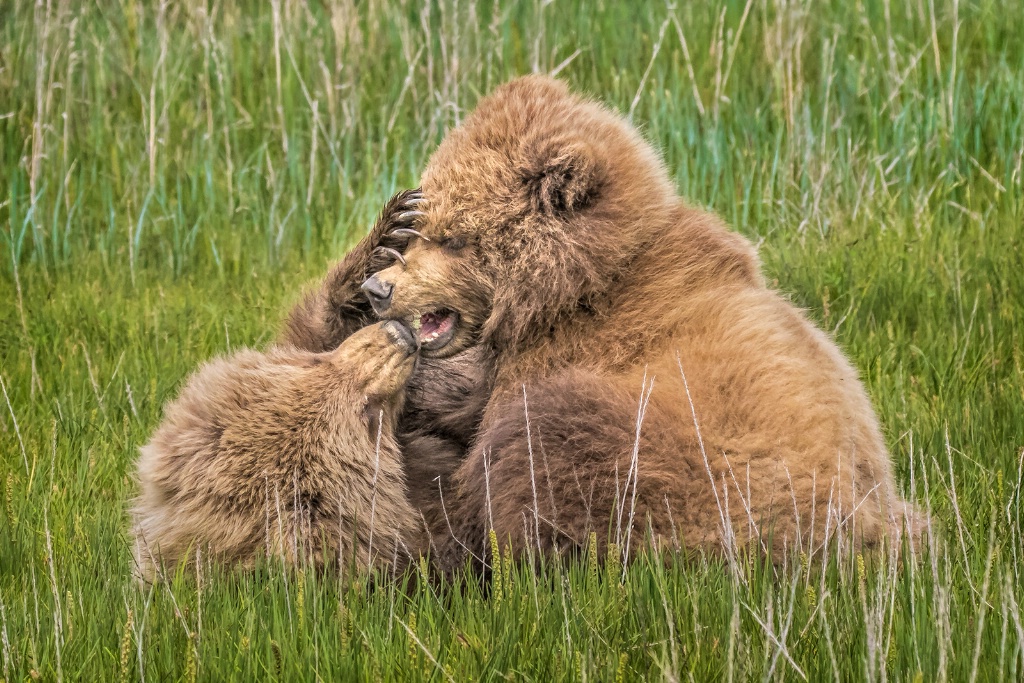 What BIG Claws You Have!  