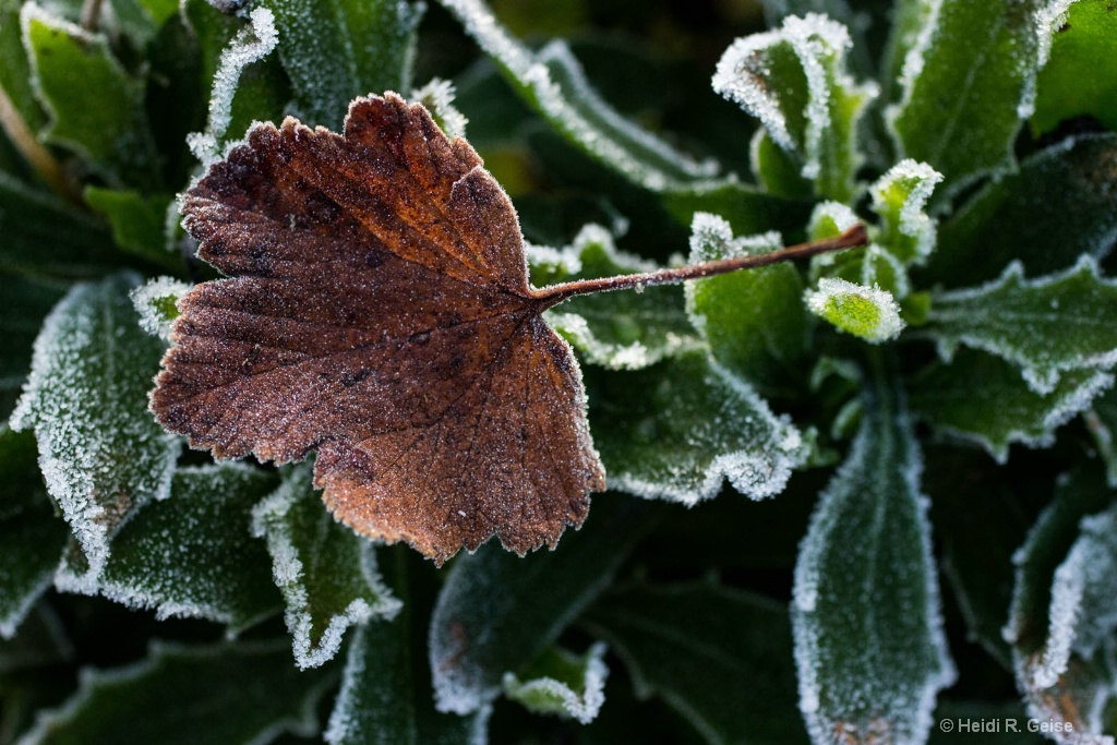 Leaves of Frost