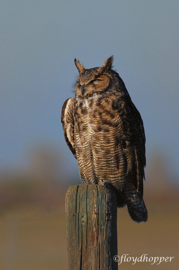 Great Horned Owl with a Twinkle in the Eye