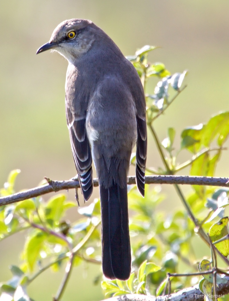 Northern Mockingbird 