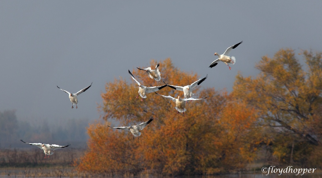 On the Approach: Snow Geese Landing