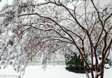 Boughs with Fresh Snow