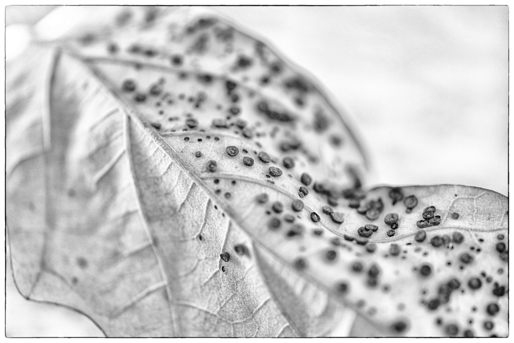 fungus on a leaf