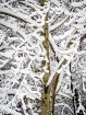 Nature Mimics Pol...