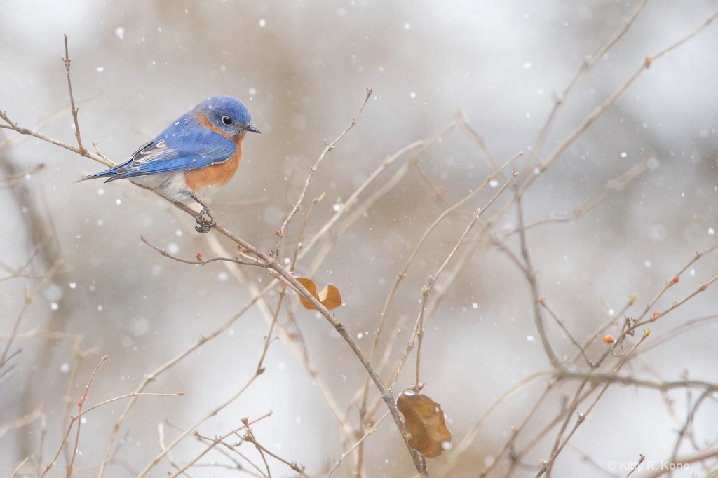 Bluebird in the Snow Today in Valley Forge