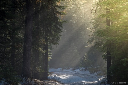 Sun Streaks in the Forest