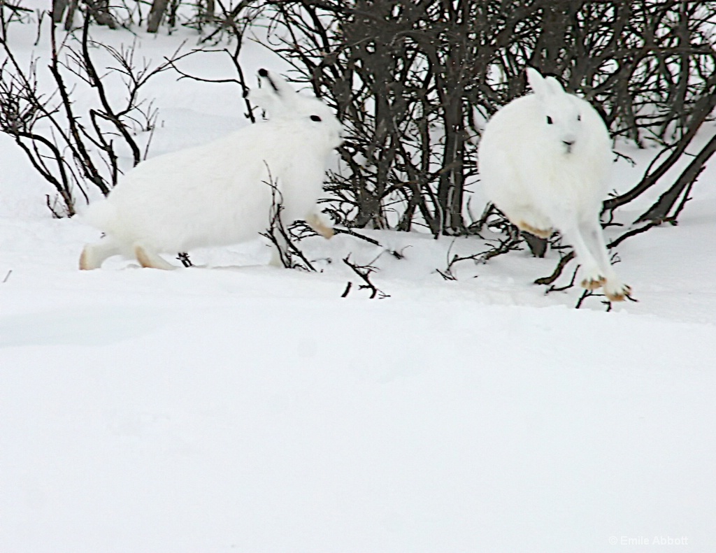 Arctic Hares Playing