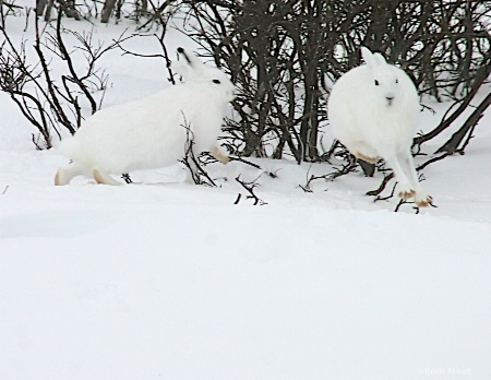Arctic Hares Playing