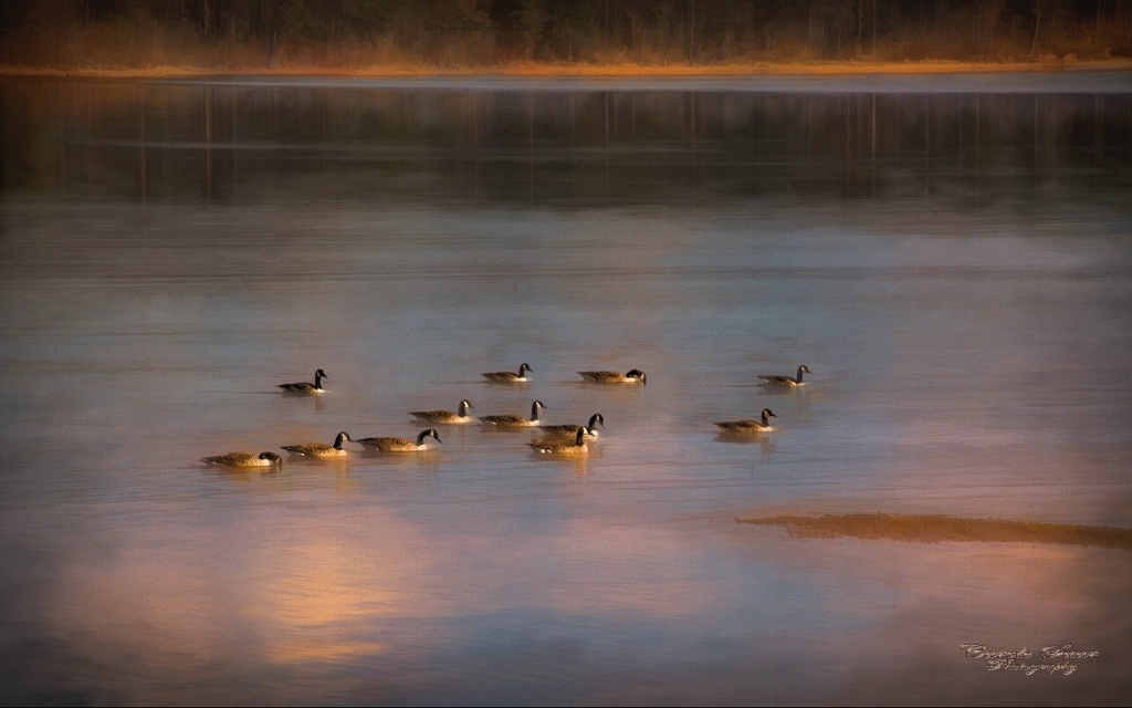 Early Morning Geese