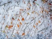 Is it Fall or Win...