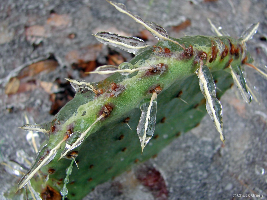 Spiked Ice