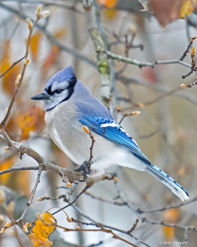 blue jay1